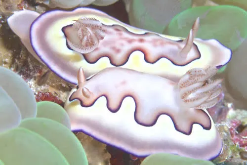 Manta Queen 8 — фото судна 6